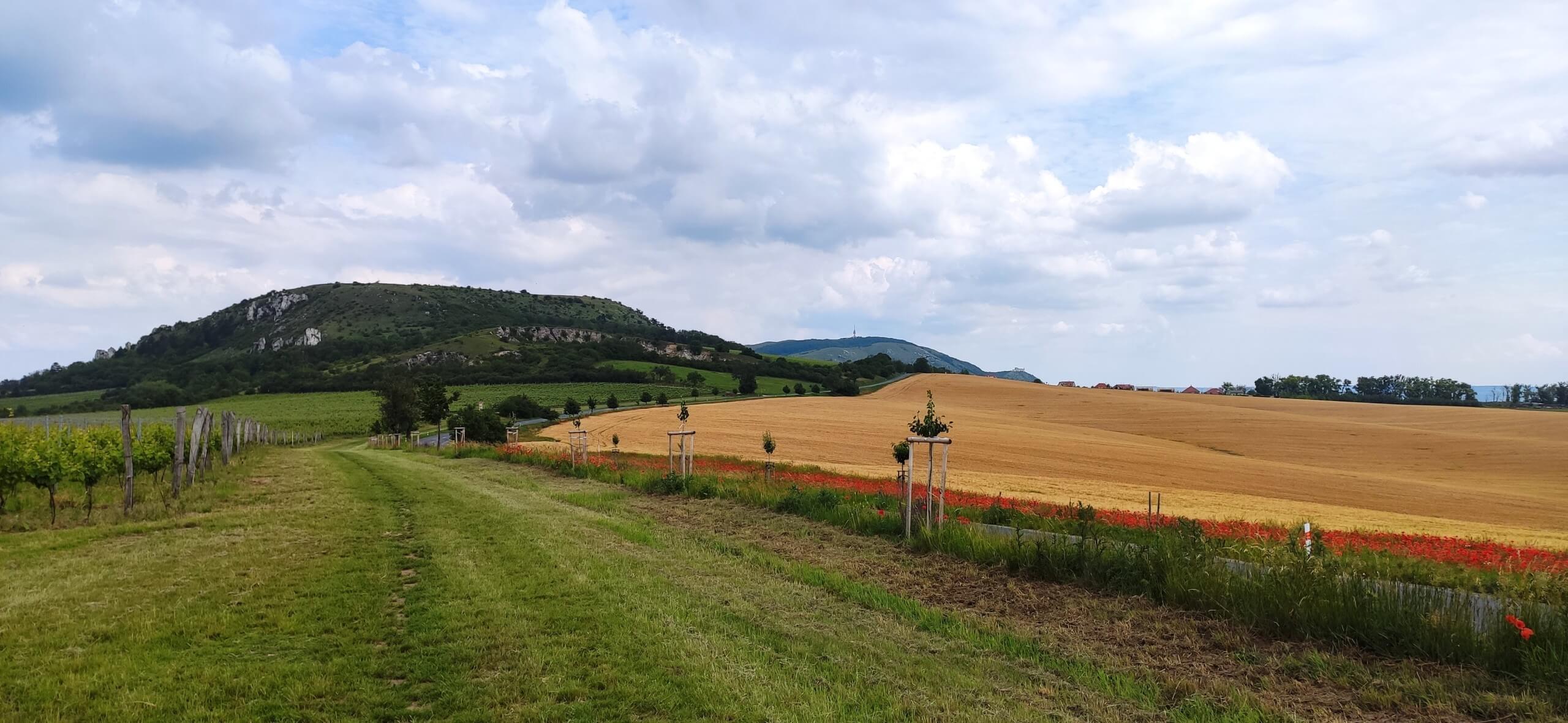 Krajina vinic v okolí Pálavy